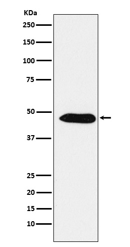 EBP1 / PA2G4 Rabbit mAb