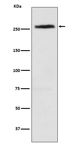 CAD Rabbit mAb