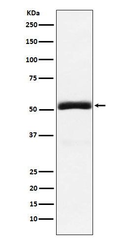 Granulin Rabbit mAb