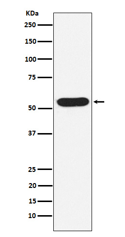 WASP Rabbit mAb