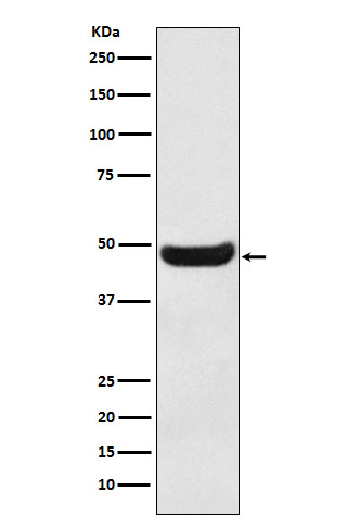 BHMT Rabbit mAb