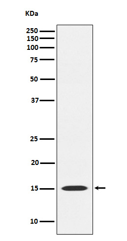 MAGOH Rabbit mAb