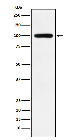 Calmegin Rabbit mAb