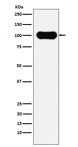 FE65 Rabbit mAb