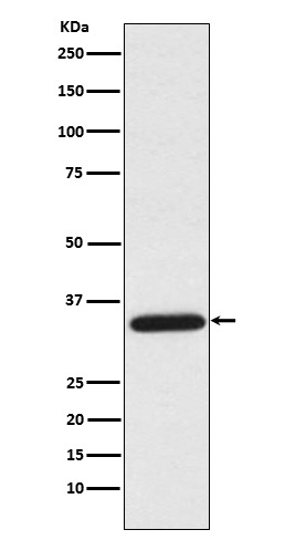 UNG Rabbit mAb