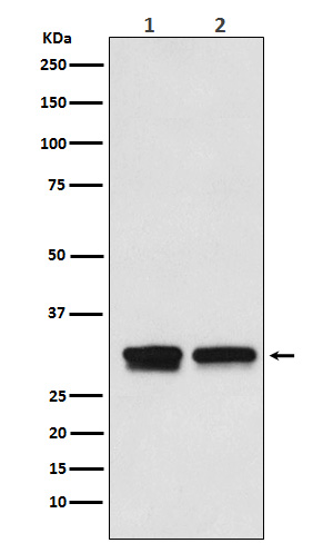 TF2B Rabbit mAb