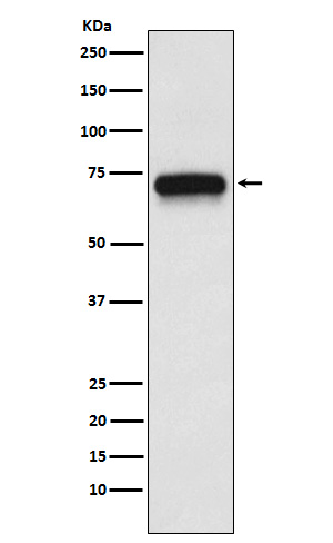 ACHA4 Rabbit mAb