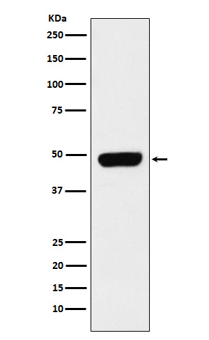 Pannexin 1 Rabbit mAb