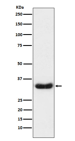 LEFTY1 + LEFTY2 Rabbit mAb