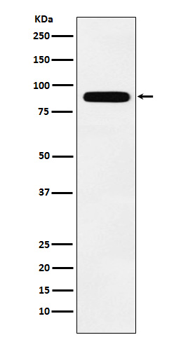 Tbx3 Rabbit mAb