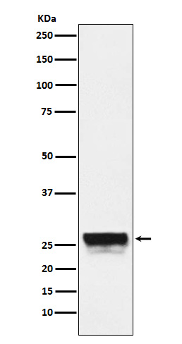 CTRL Rabbit mAb