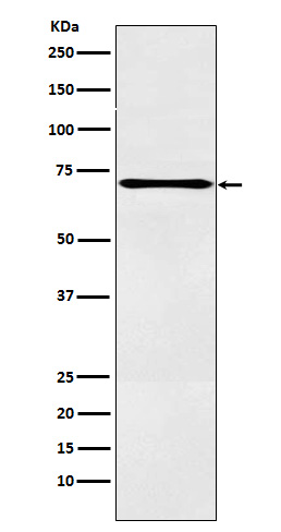 LOX12 Rabbit mAb