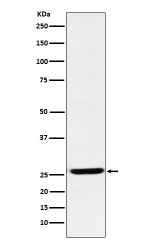 EBI3 Rabbit mAb