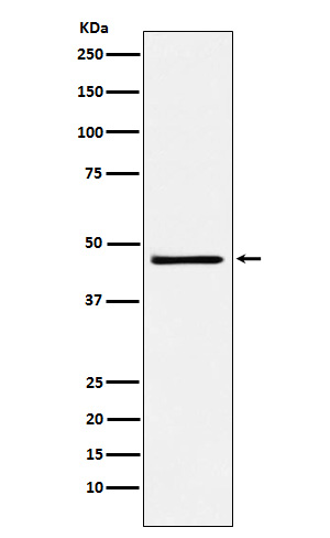 FRA2 Rabbit mAb