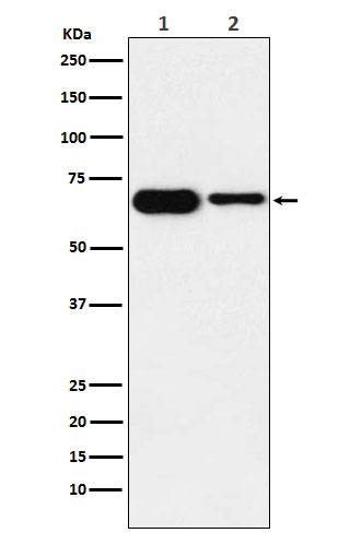 IMP2 Rabbit mAb