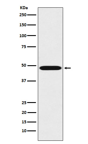 Renin Rabbit mAb