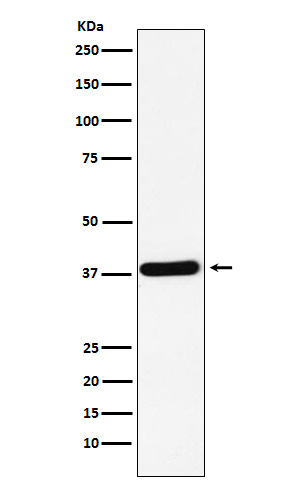 CRKII Rabbit mAb