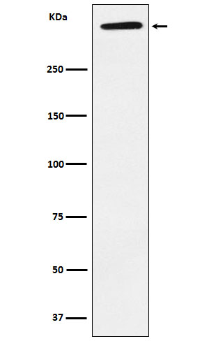 ApoA Rabbit mAb