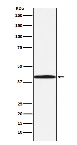 BGAT Rabbit mAb