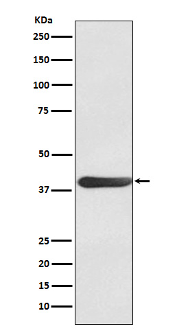 FRA1 Rabbit mAb