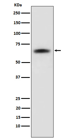 SENP2 Rabbit mAb