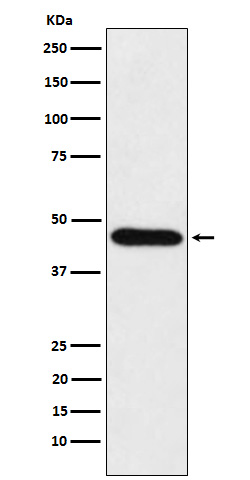 CDC123 Rabbit mAb