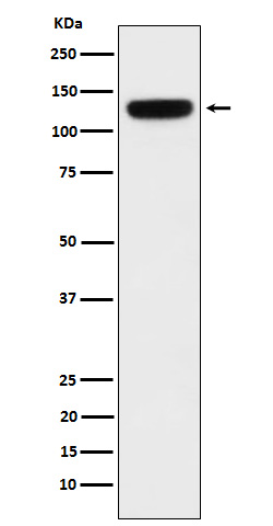 PER3 Rabbit mAb