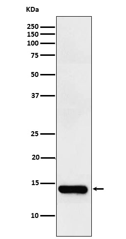 FABPI Rabbit mAb