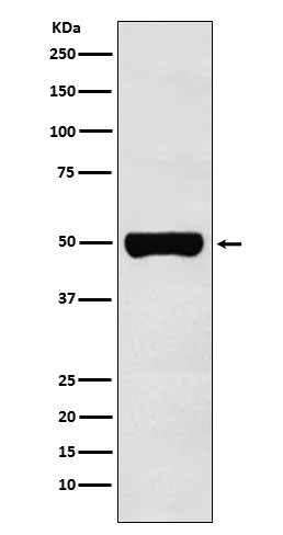 CHX10 Rabbit mAb