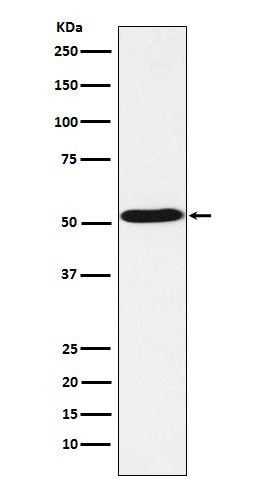 5HT7 Receptor Rabbit mAb