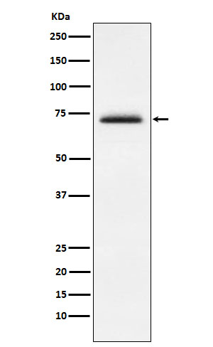 FXR1 Rabbit mAb