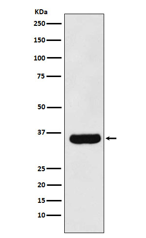 MFF Rabbit mAb