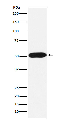 FKBP38 Rabbit mAb