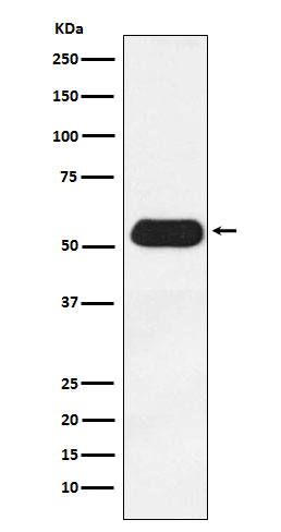 ESRRG Rabbit mAb