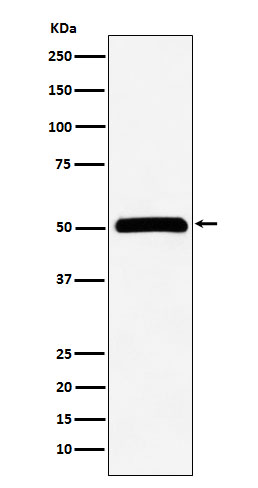 CELF1 Rabbit mAb