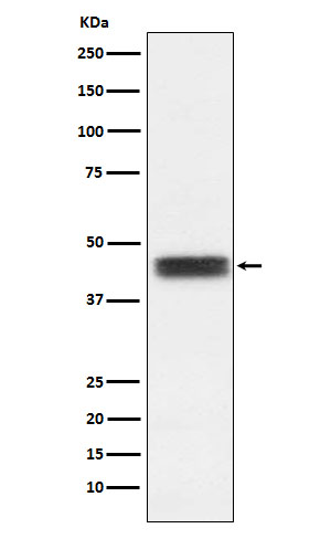 TFPI Rabbit mAb