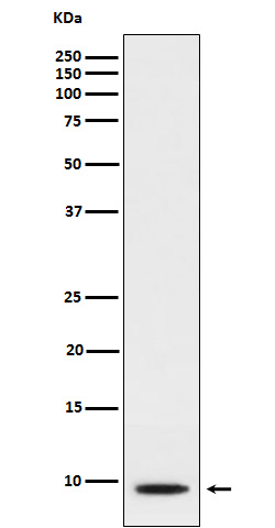 CXCL5 Rabbit mAb