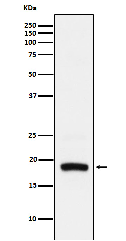 ARF5 Rabbit mAb