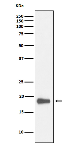 HMGN2 Rabbit mAb