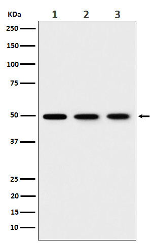 EEF1G Rabbit mAb