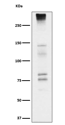 Neurocan Rabbit mAb