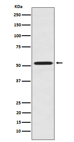 FMO3 Rabbit mAb