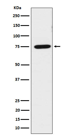 LPP Rabbit mAb