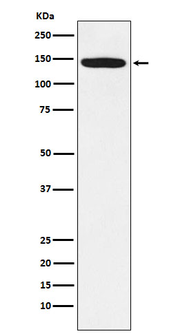 HTSF1 Rabbit mAb