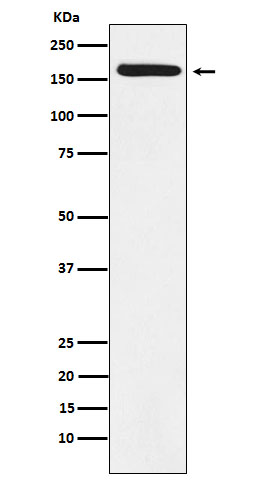 BAT3 Rabbit mAb