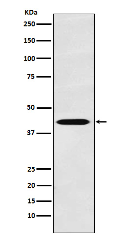 TROY Rabbit mAb