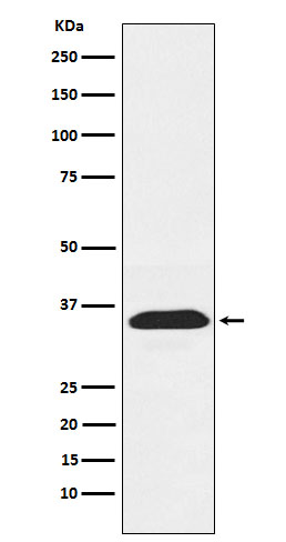 PEX19 Rabbit mAb