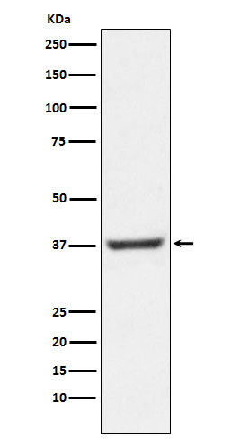 NFYA Rabbit mAb