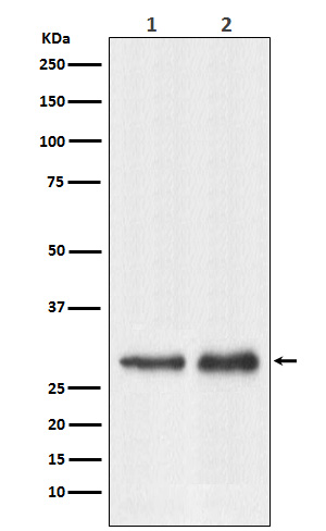 RPL7A Rabbit mAb