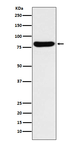 GUSB Rabbit mAb